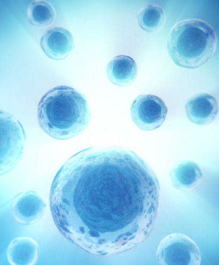 幹細胞と培養上清の関係