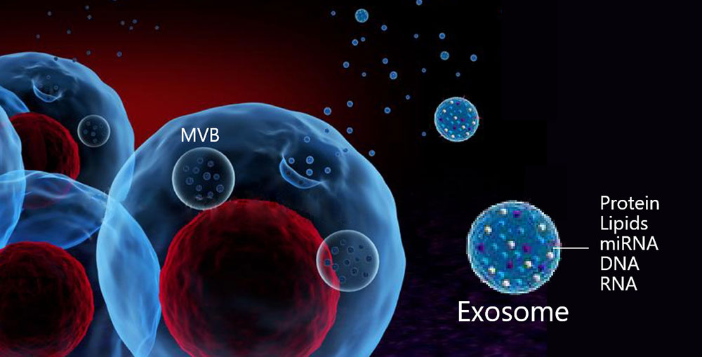 Exosomes