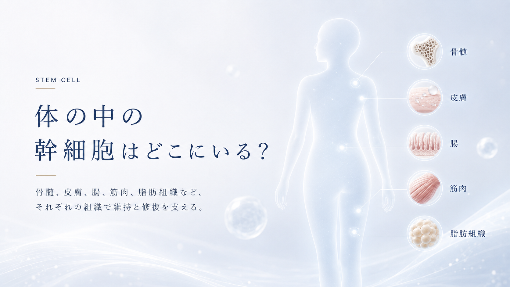幹細胞は体のどこにある？骨髄・脂肪・皮膚など存在する場所と役割を解説