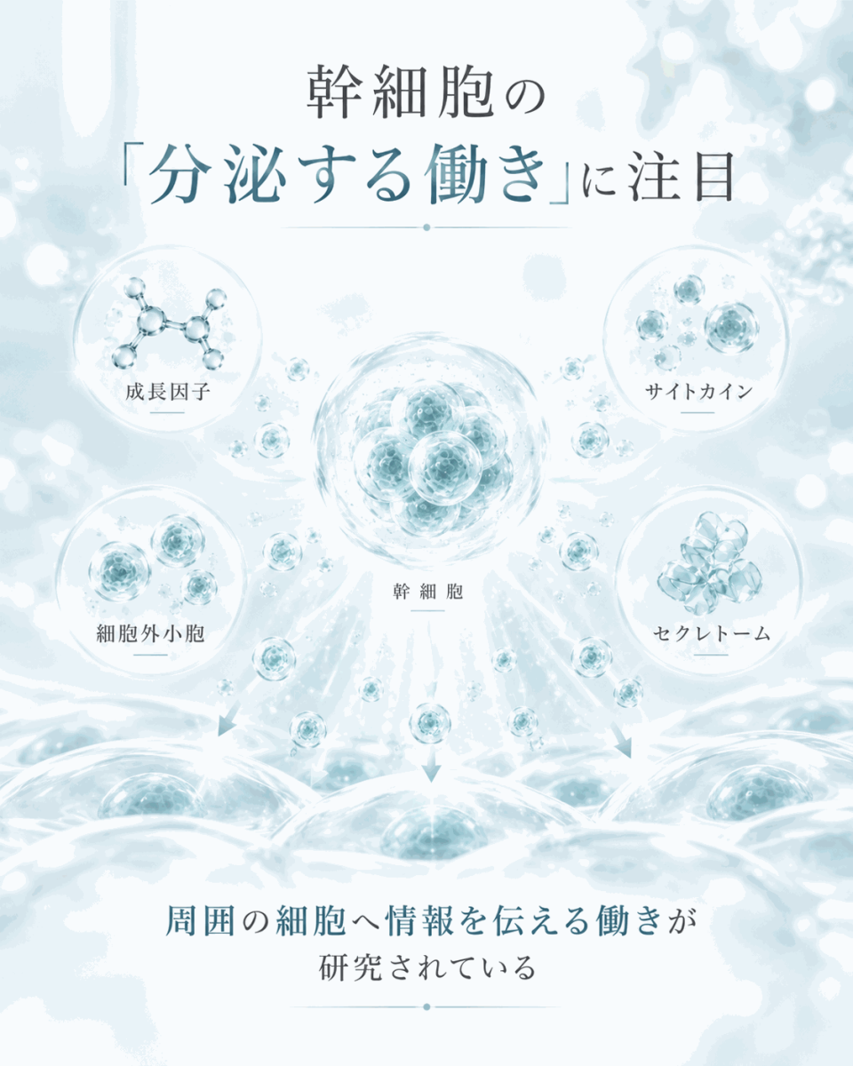 幹細胞の分泌する働きと周囲の細胞への情報伝達を示した図解