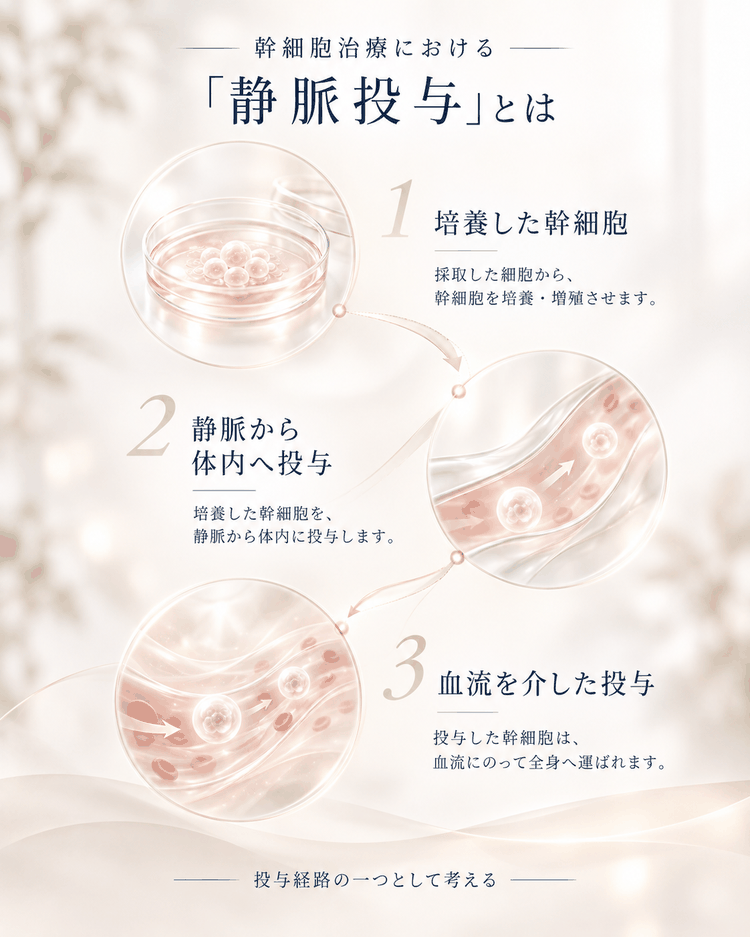 培養した幹細胞を静脈から体内へ投与し、血流を介して運ばれる静脈投与の基本的な考え方を示す図解