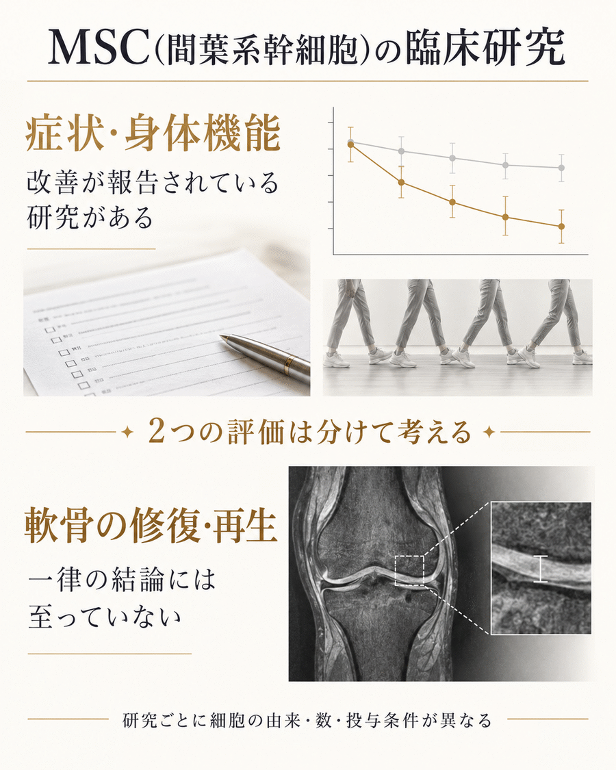 MSC(間葉系幹細胞)の臨床研究で症状や身体機能と軟骨の修復・再生を分けて考える図解