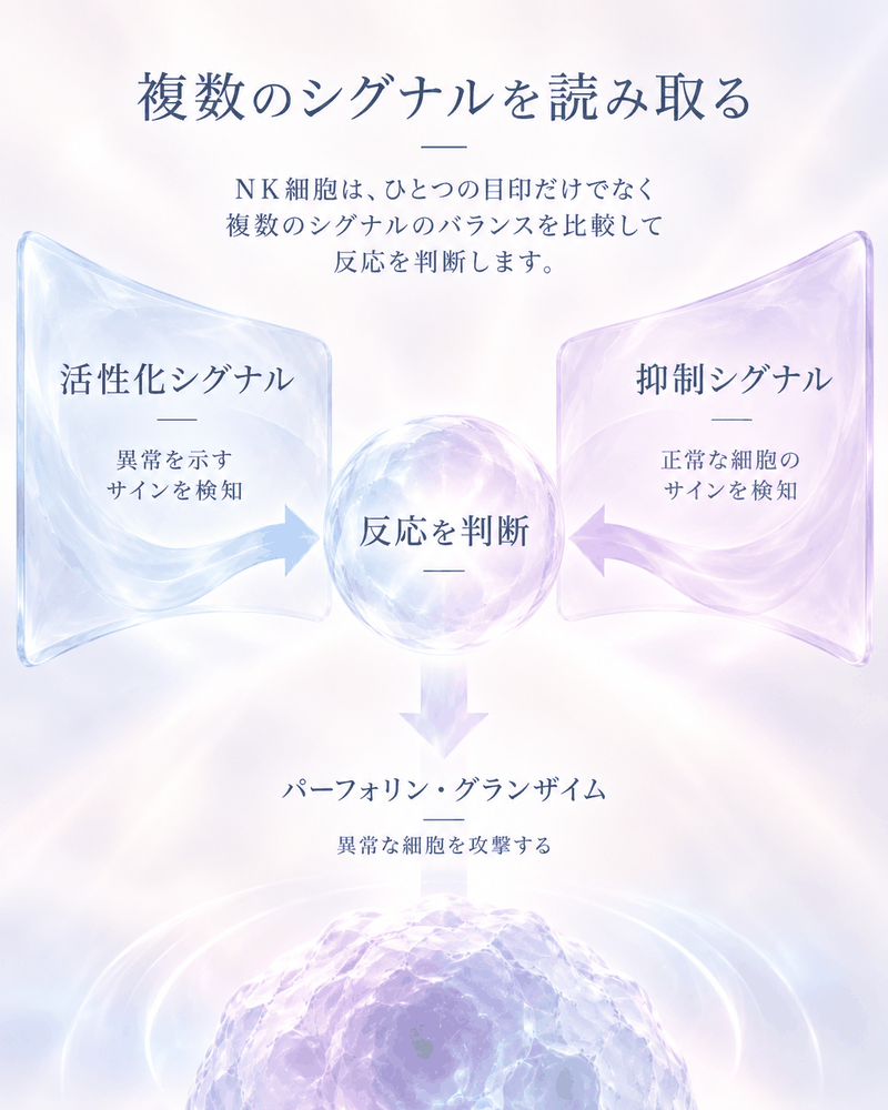 NK細胞が活性化シグナルと抑制シグナルを比較して反応を判断する仕組みを示した図解