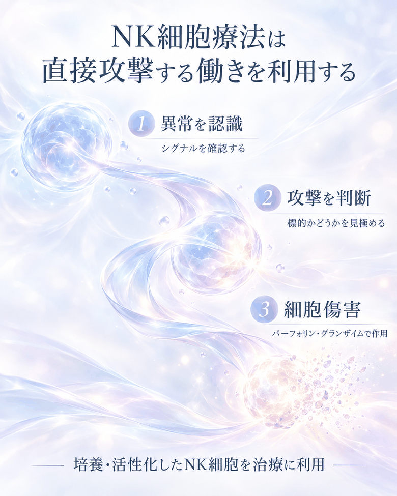 NK細胞療法が異常を認識し、攻撃を判断し、細胞傷害へ至る流れを示した図解