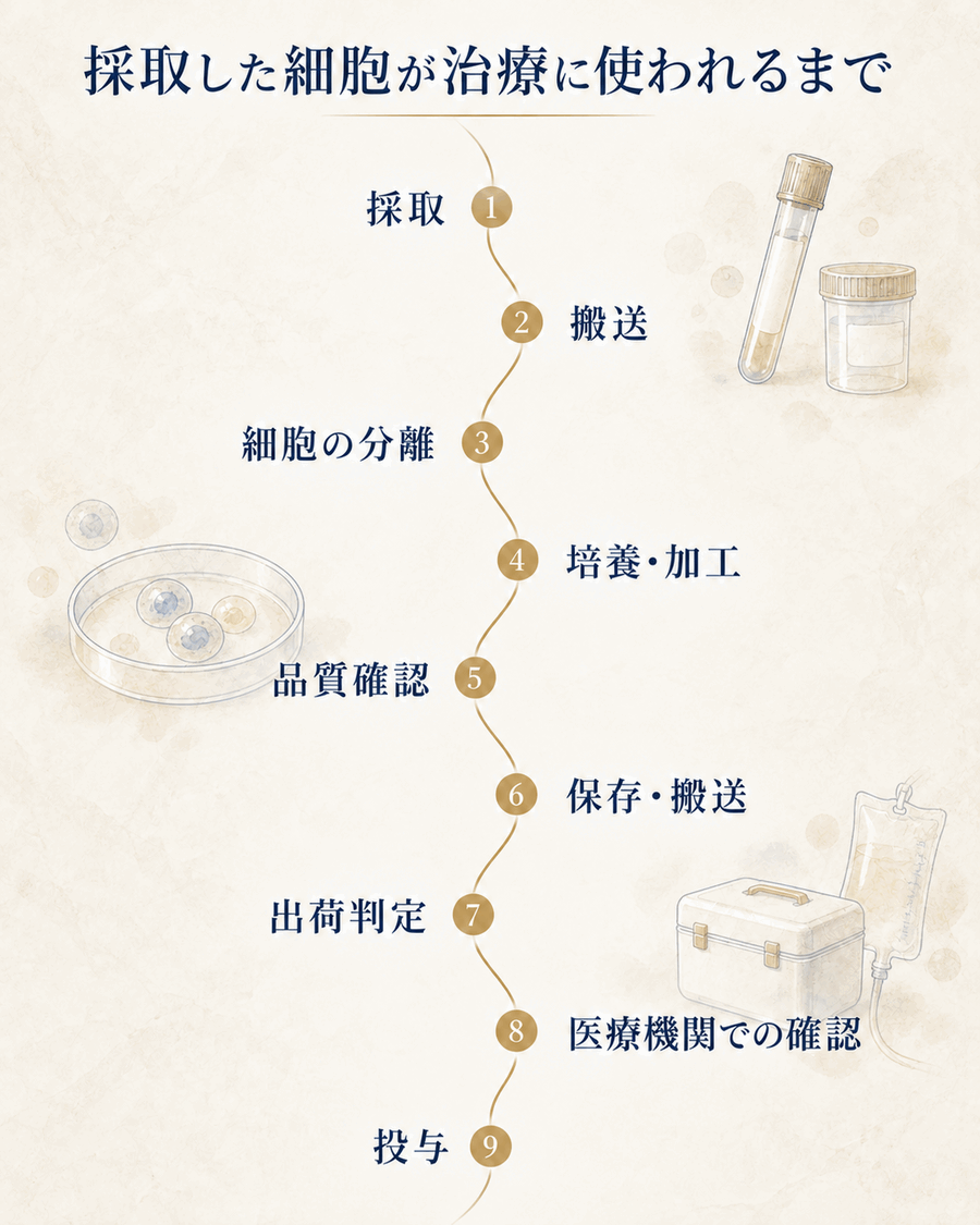 幹細胞が採取されてから搬送・分離・培養・品質確認・出荷判定を経て投与されるまでの流れを示す図解