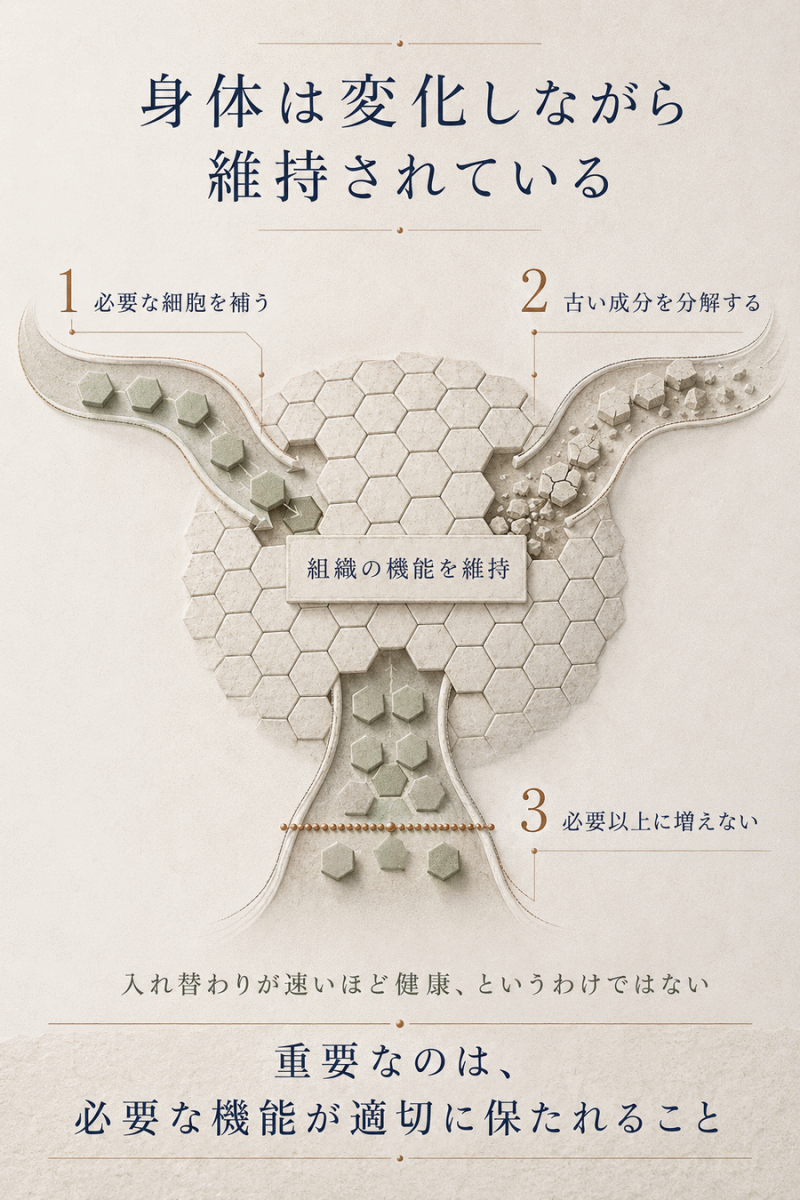 必要な細胞の補充や古い成分の分解、過剰な増殖の抑制によって組織の機能が維持されることを示した図解
