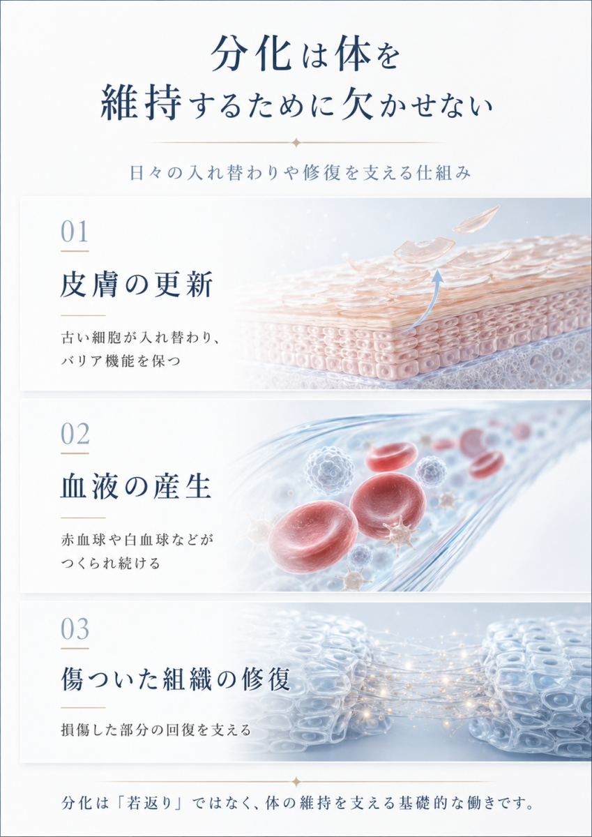 分化が皮膚の更新、血液の産生、傷ついた組織の修復など、体を維持するために関わっていることを示した図解
