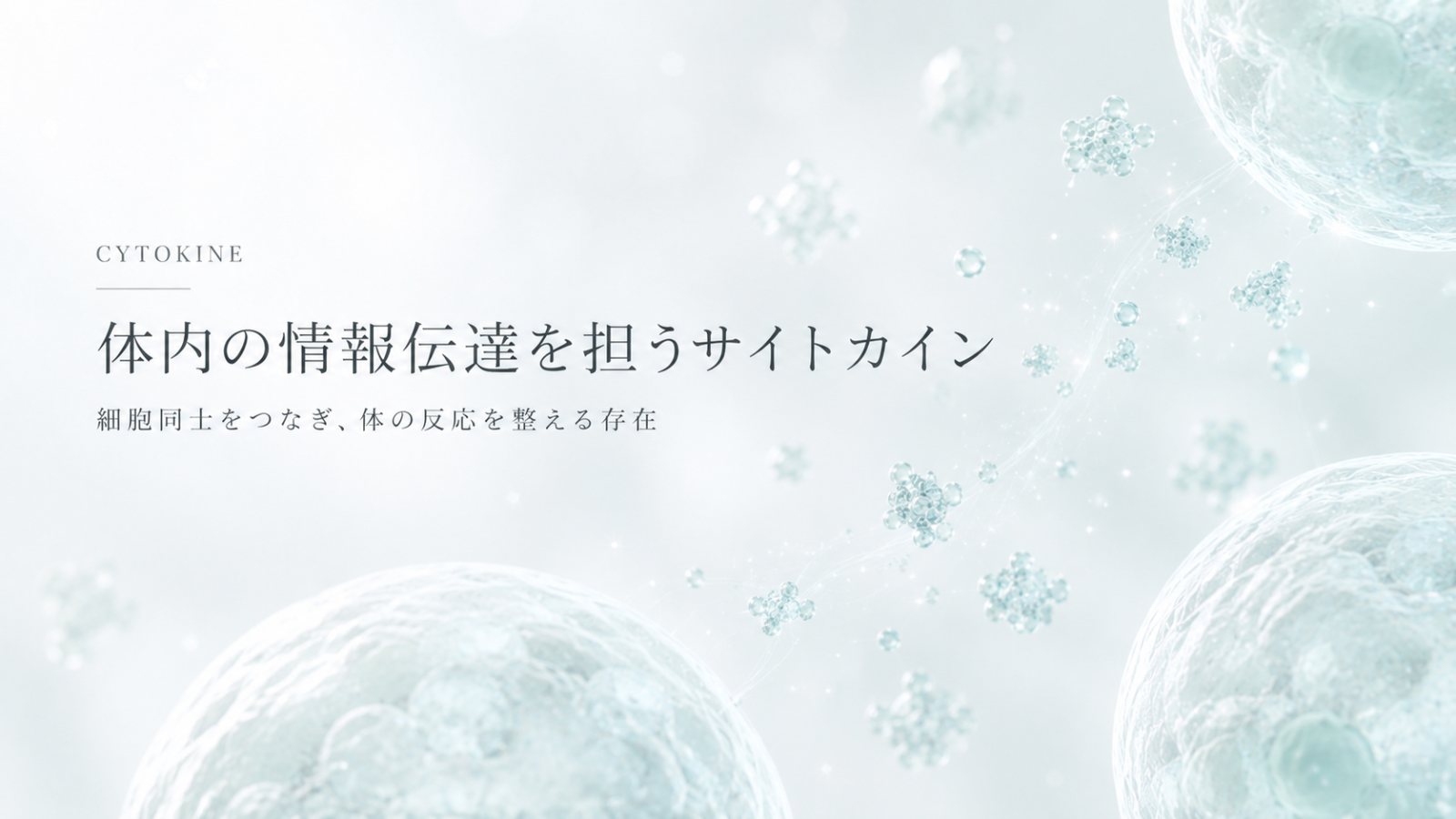 体内の情報伝達を担うサイトカイン、細胞同士をつなぎ体の反応を整える存在