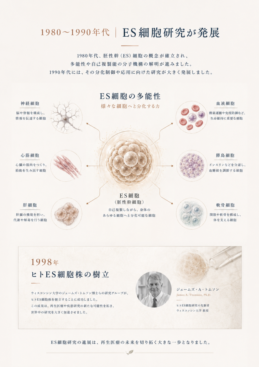 ES細胞の多能性と1998年のヒトES細胞株樹立が幹細胞研究を前進させた流れを示す図解