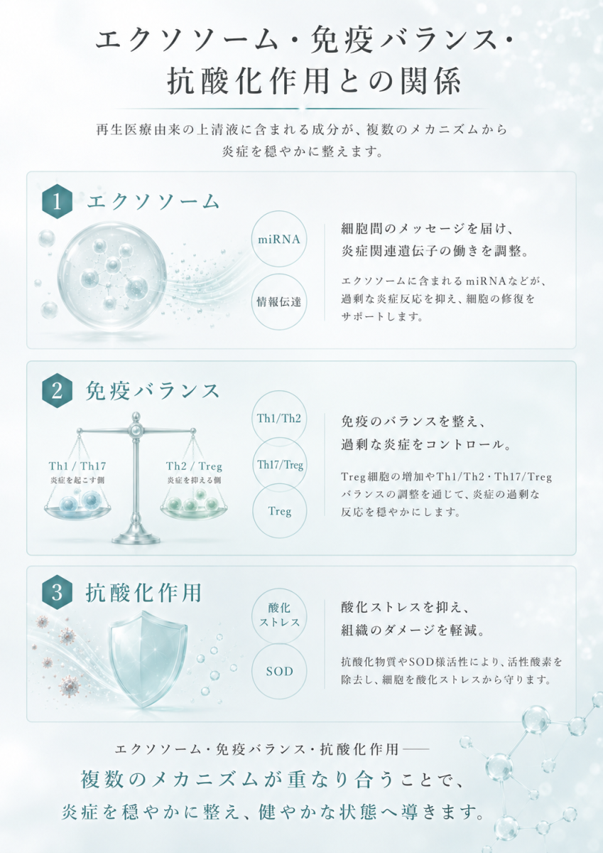 幹細胞培養上清液の抗炎症作用に関わるエクソソーム、免疫バランス、抗酸化作用の関係を整理した図解