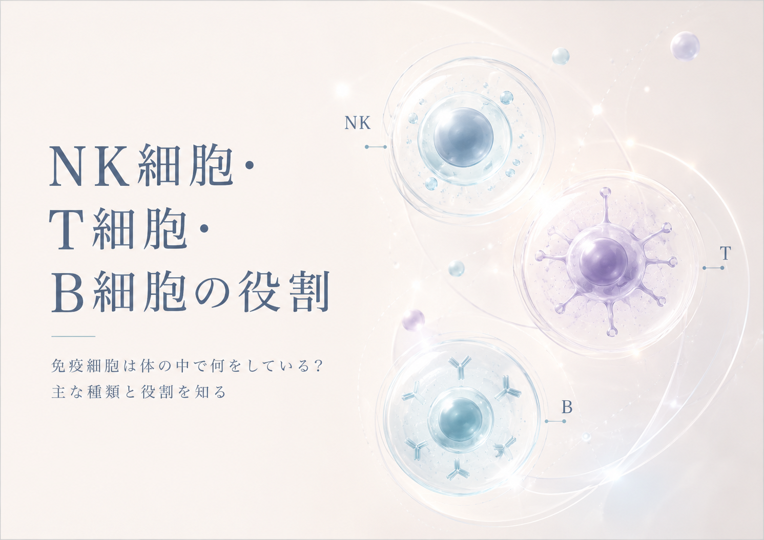 NK細胞・T細胞・B細胞の役割をわかりやすく紹介する免疫細胞の記事ヒーロー画像