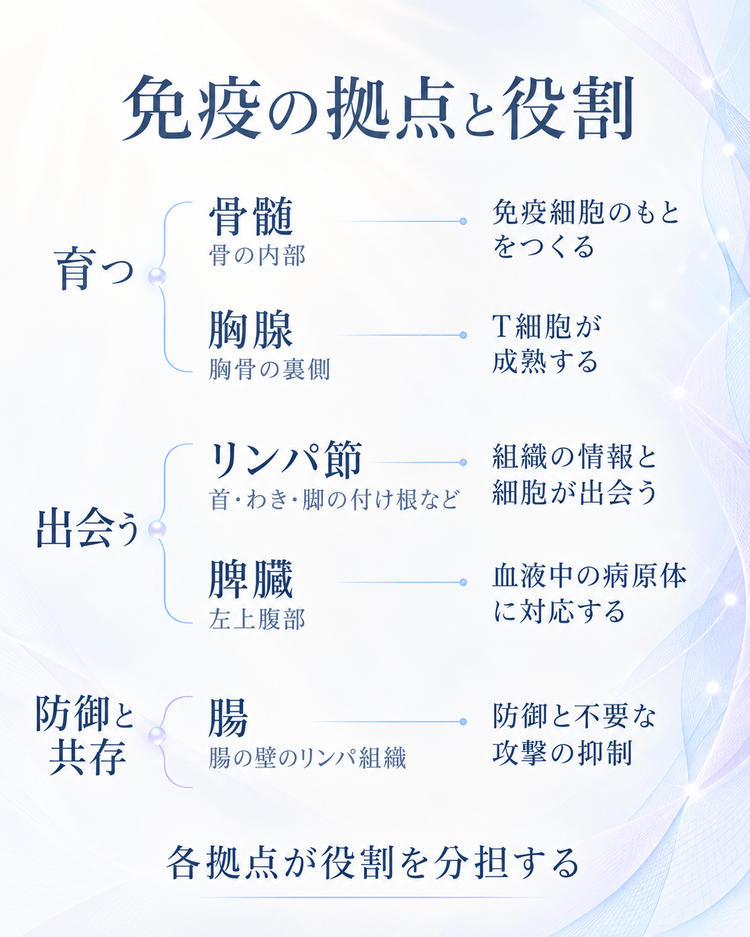 骨髄・胸腺・リンパ節・脾臓・腸の位置と免疫における役割を整理した図解