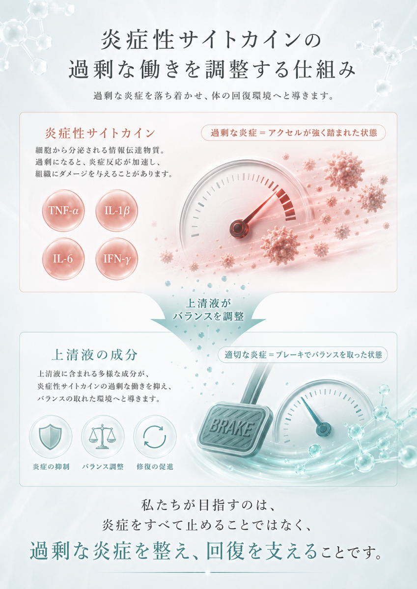 TNF-α、IL-1β、IL-6、IFN-γなどの炎症性サイトカインの過剰な働きを、幹細胞培養上清液が調整する仕組みを表現した図解