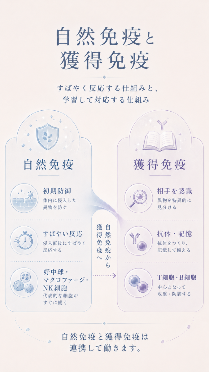 自然免疫と獲得免疫の違いを比較した図解