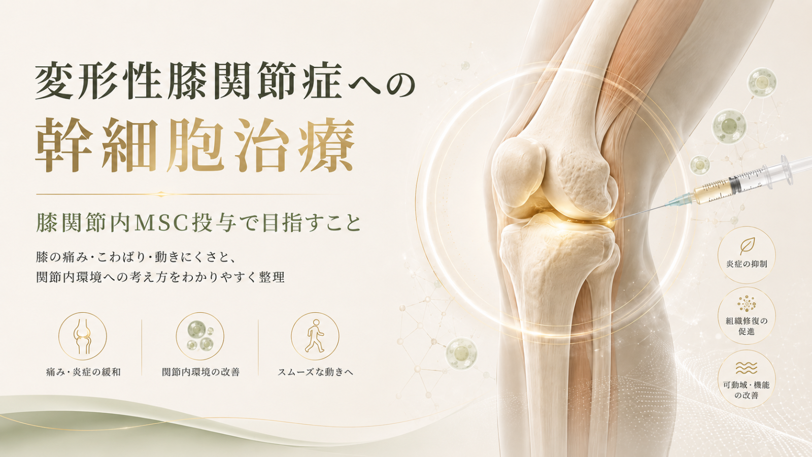 変形性膝関節症への幹細胞治療について、膝関節内MSC投与で目指すことを示したヒーロー画像