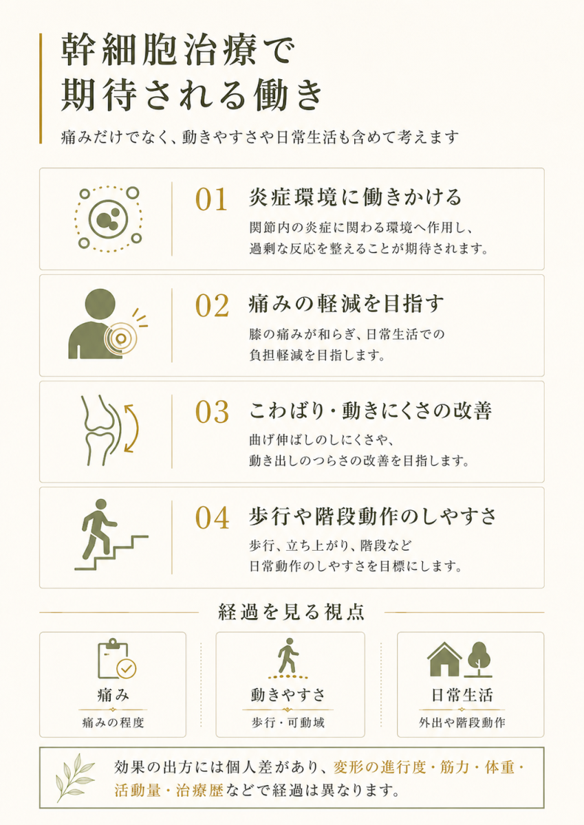 膝関節への幹細胞投与について、MSCを膝関節内に投与し関節内の環境に働きかける考え方を整理した図解