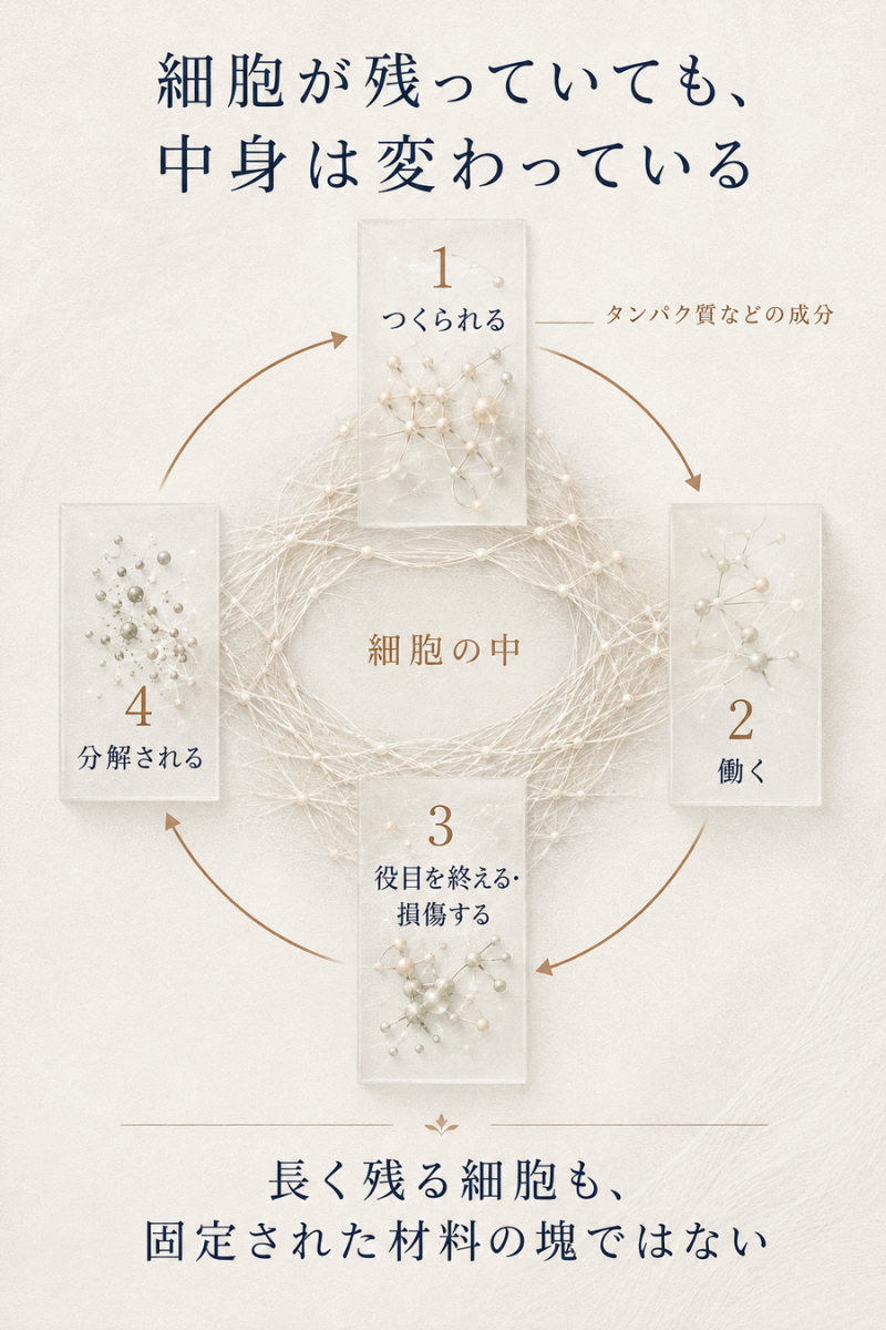 長く残る細胞の中でもタンパク質などの成分がつくられ、働き、分解される流れを示した図解