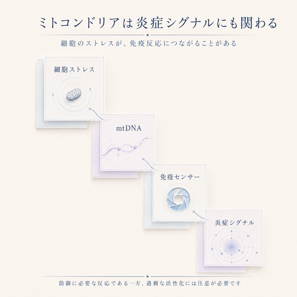 細胞ストレスからmtDNA、免疫センサー、炎症シグナルへつながる流れを示した図解