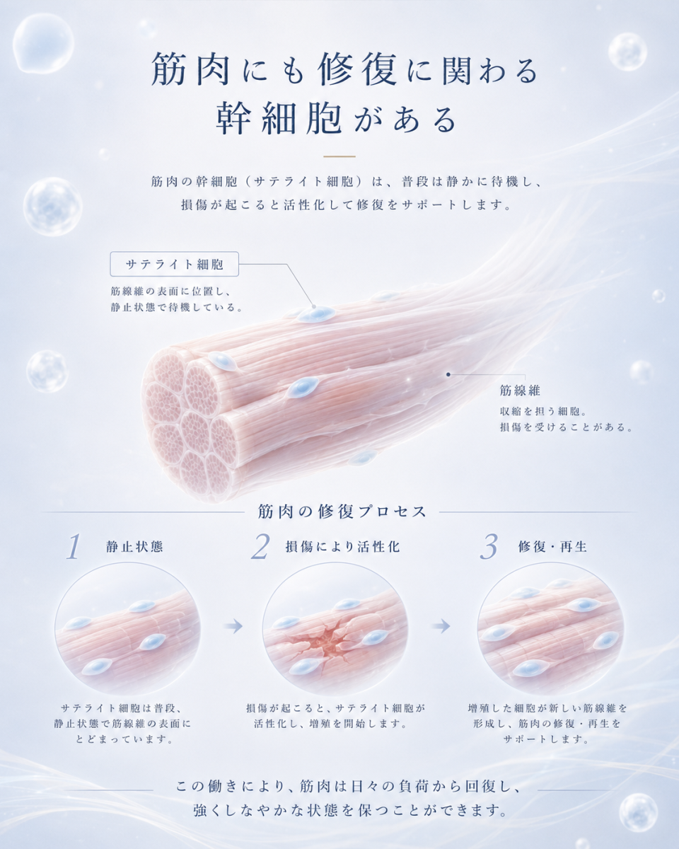 筋肉の筋サテライト細胞が普段は静止状態にあり、筋損傷をきっかけに活性化して修復に関わる流れを示した図解