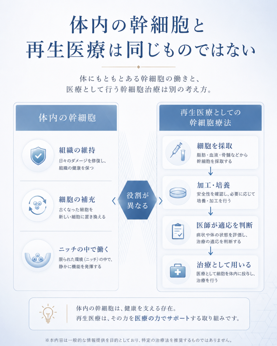 体内にもともと存在する幹細胞の働きと、採取や培養などを経て医療として用いる幹細胞療法の違いを整理した図解