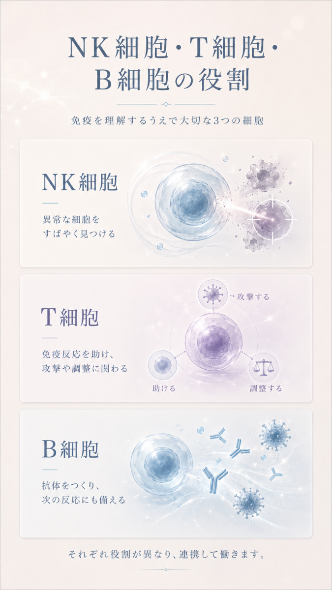 NK細胞、T細胞、B細胞の役割の違いを整理した図解