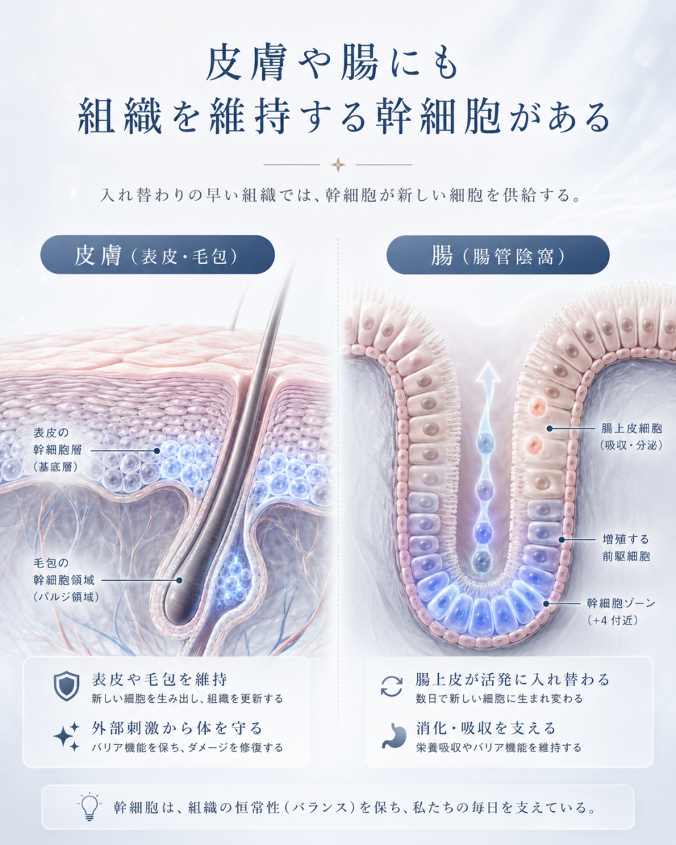皮膚の基底層や毛包、腸管陰窩に存在する幹細胞が新しい細胞を供給し、組織の維持に関わることを示した図解