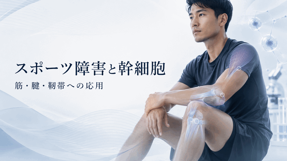 スポーツ障害に対する幹細胞の筋肉・腱・靭帯への応用を表現したヒーロー画像
