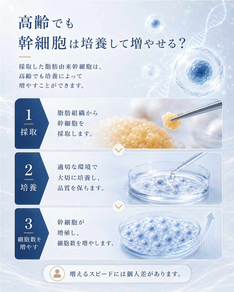 高齢でも脂肪由来幹細胞を採取し、培養によって増やせる流れを3ステップで示した図解