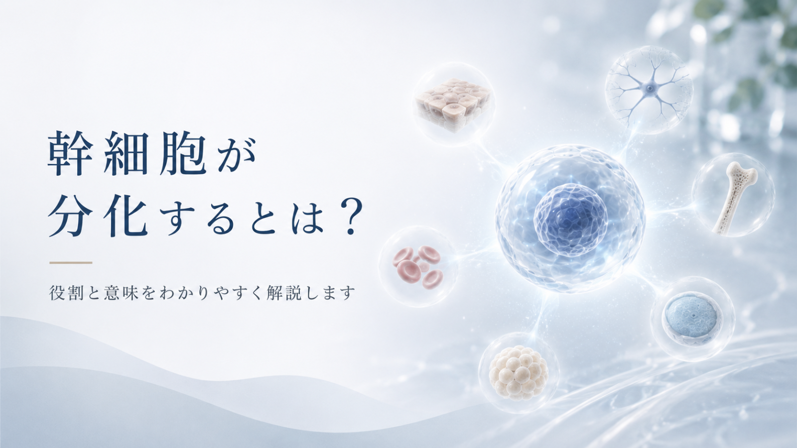 幹細胞が分化するとは何かについて、役割が決まっていない細胞が特定の細胞へ変化していく過程を示したヒーロー画像