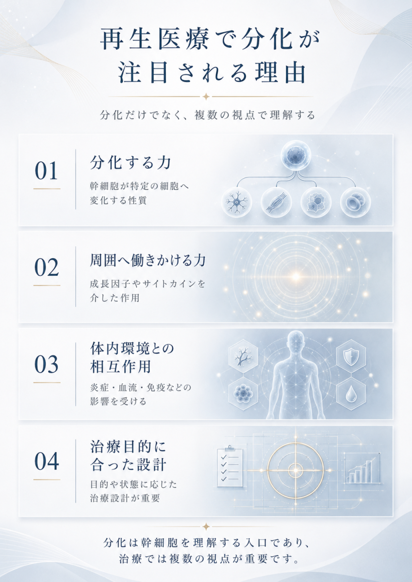 再生医療で幹細胞の分化が注目される理由として、分化する力、周囲の細胞に働きかける力、体内環境との相互作用、治療目的に合った設計を整理した図解
