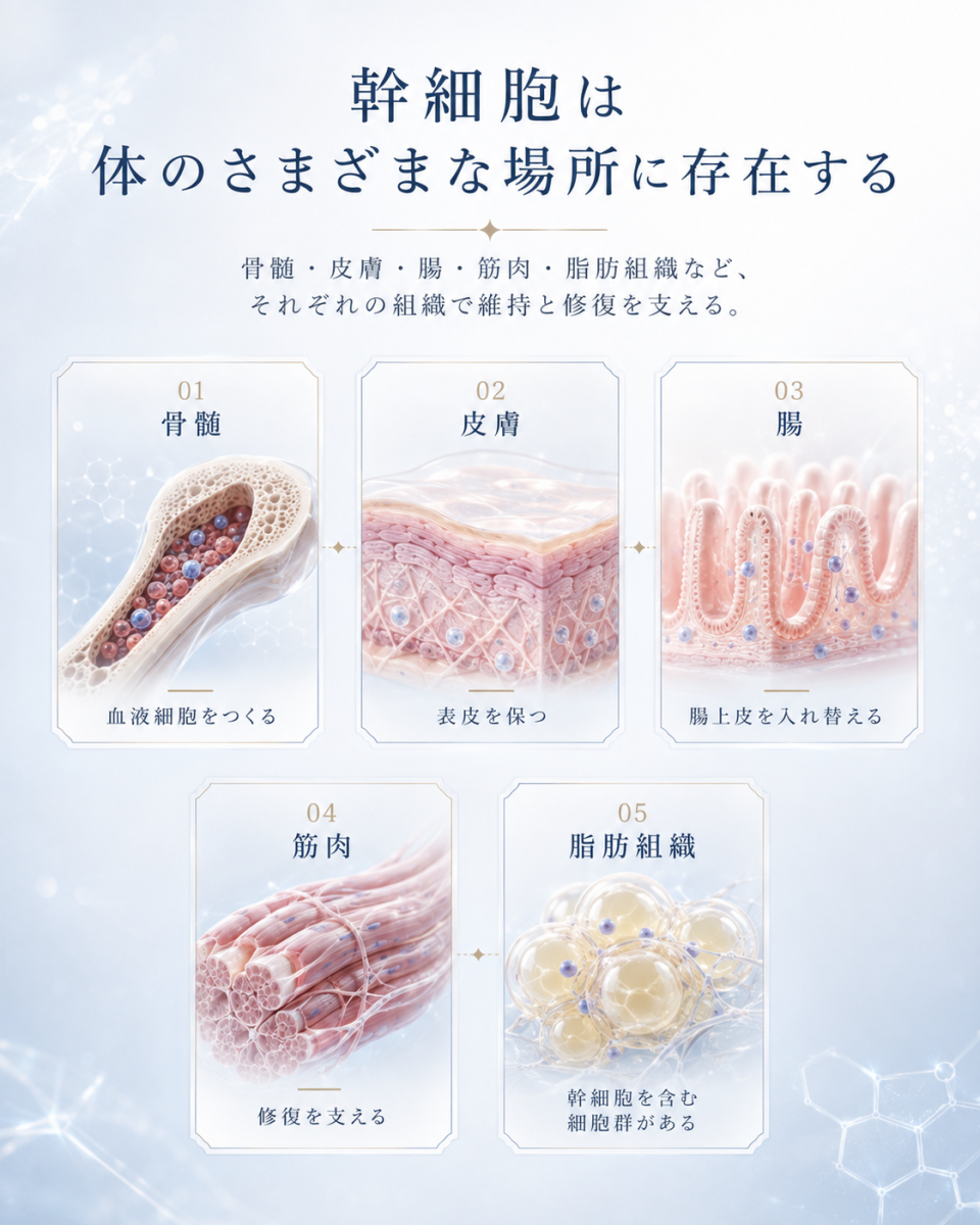 骨髄、皮膚、腸、筋肉、脂肪組織に存在する幹細胞と、それぞれの組織での役割を整理した図解