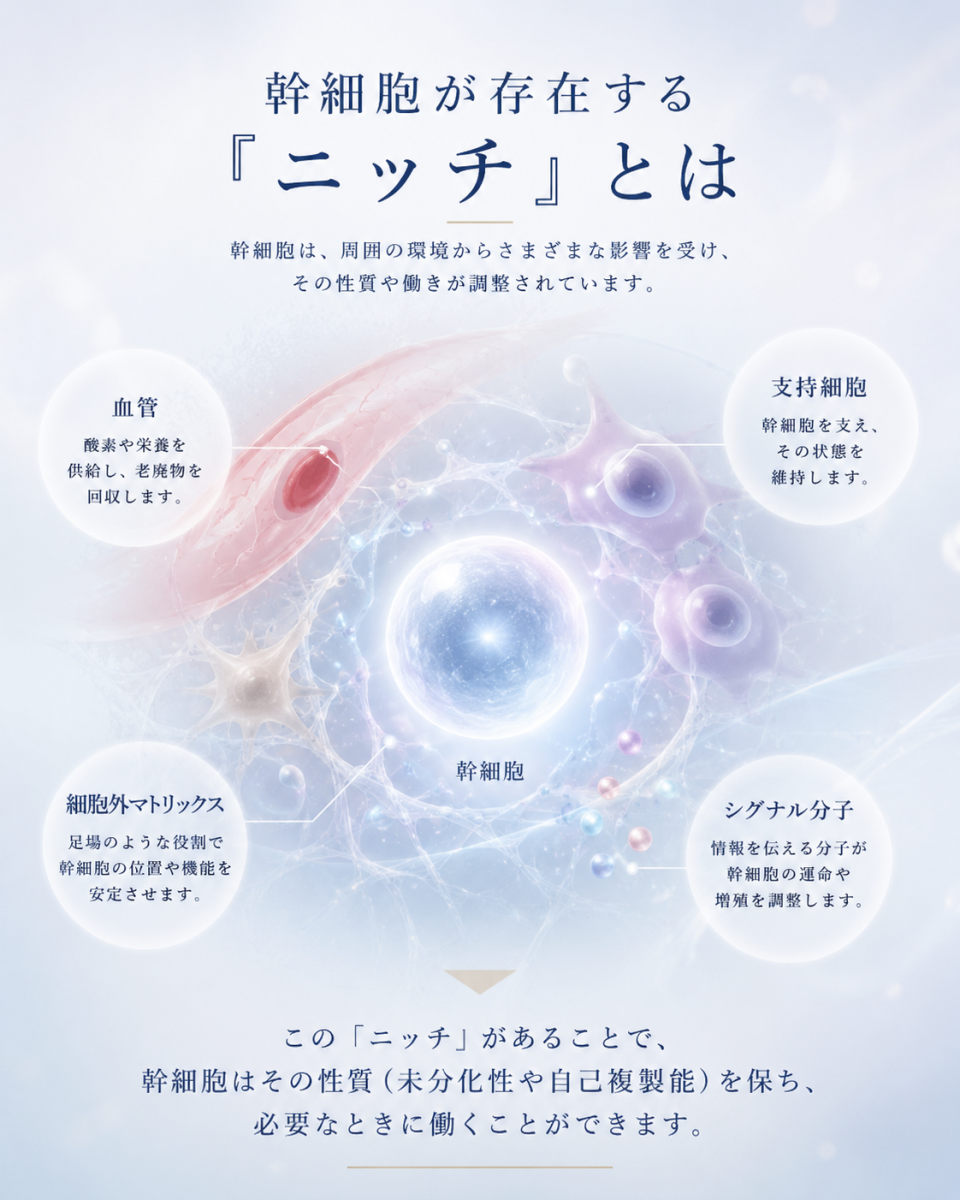 幹細胞ニッチを構成する周囲の細胞、血管、細胞外マトリックス、情報伝達物質と幹細胞の関係を示した図解