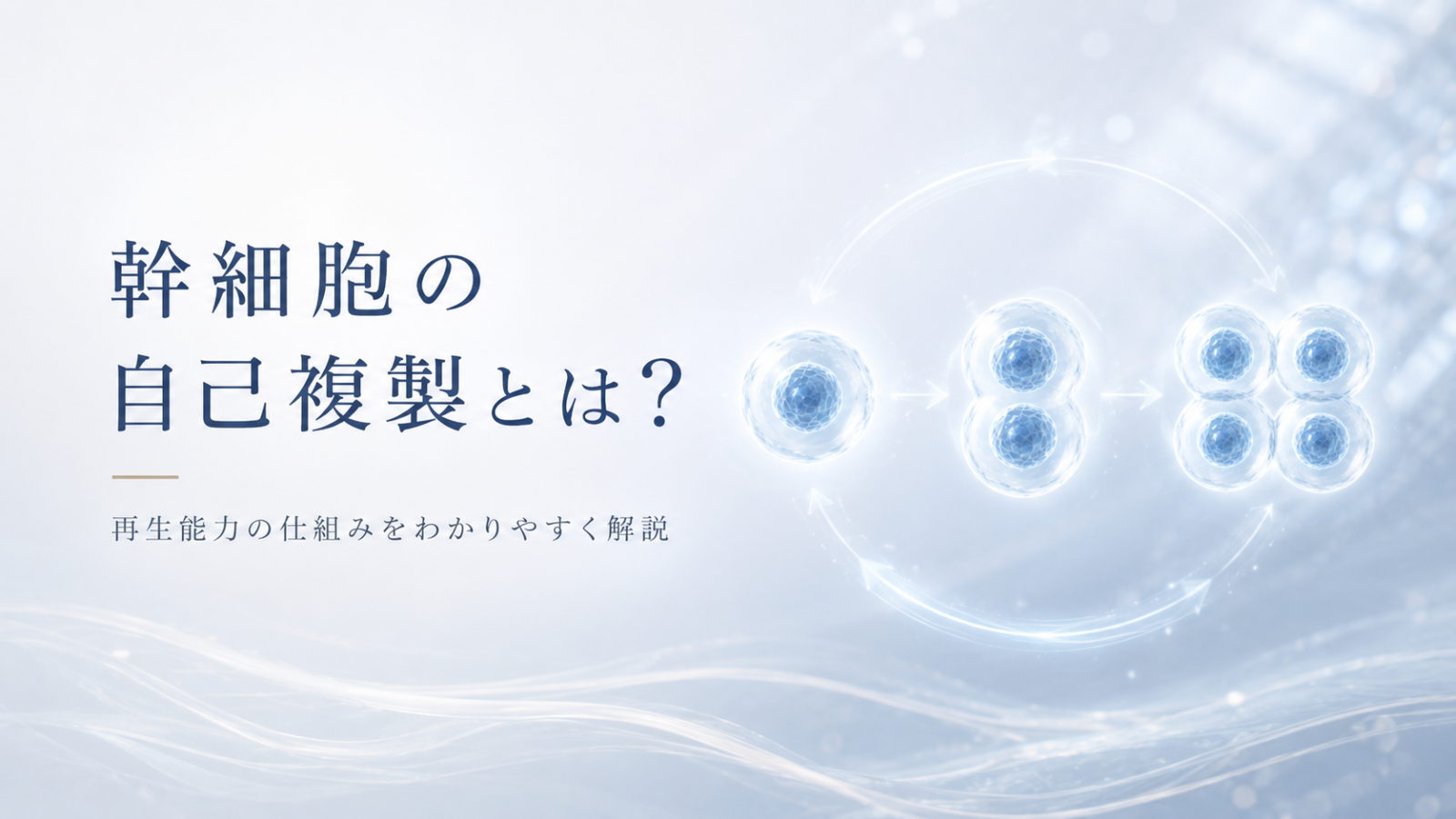 幹細胞の自己複製について、同じ性質を持つ幹細胞が増える仕組みをイメージしたヒーロー画像