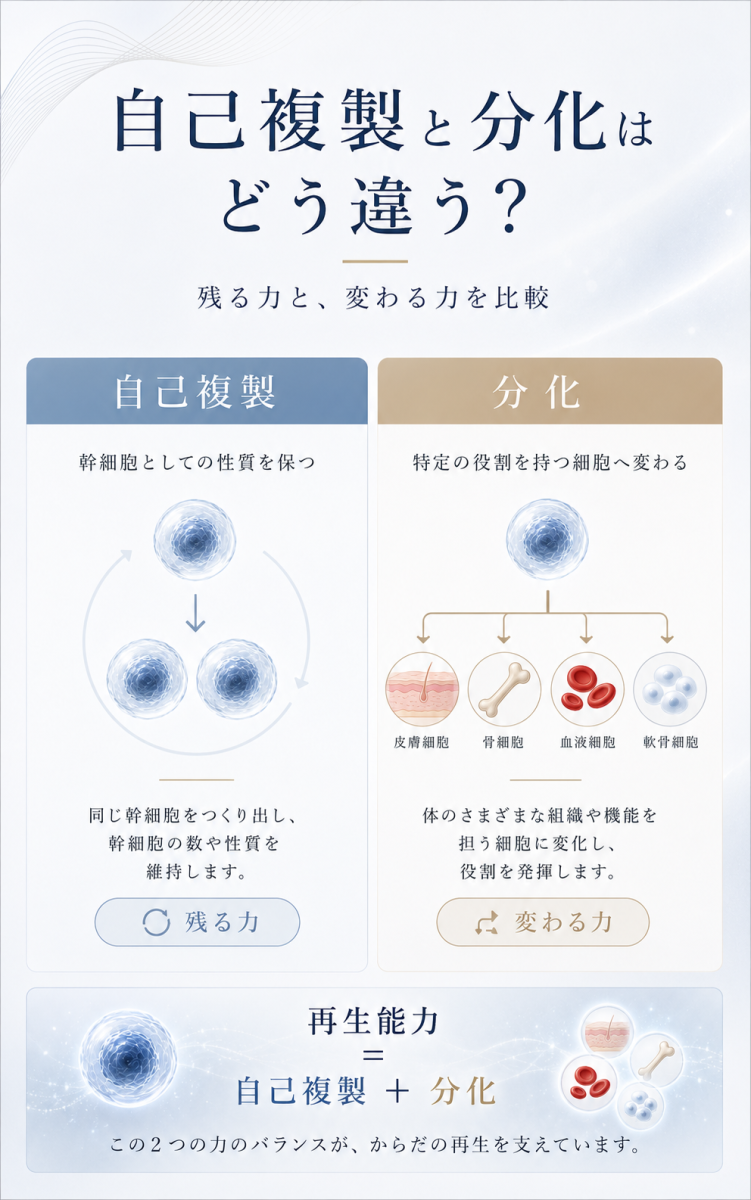 幹細胞の自己複製と分化の違いについて、幹細胞として残る力と特定の細胞へ変わる力を比較した図解