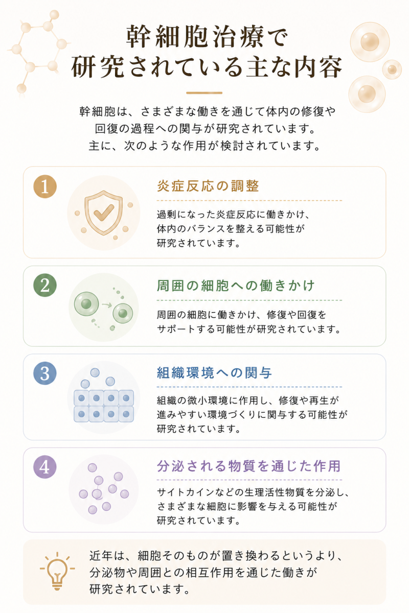 幹細胞治療で研究されている炎症反応の調整、周囲の細胞への働きかけ、組織環境への関与、分泌物を通じた作用をまとめた図解