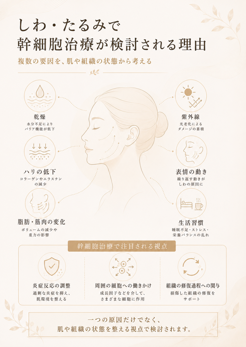 しわやたるみに関わる乾燥、ハリの低下、紫外線、表情の動き、生活習慣などの要因と、幹細胞治療で注目される視点を整理した図解