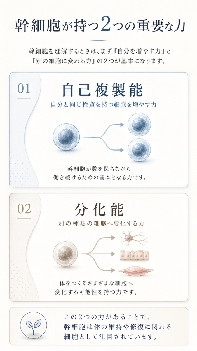 幹細胞が持つ2つの力である「自己複製」と「分化」をわかりやすく示した図解