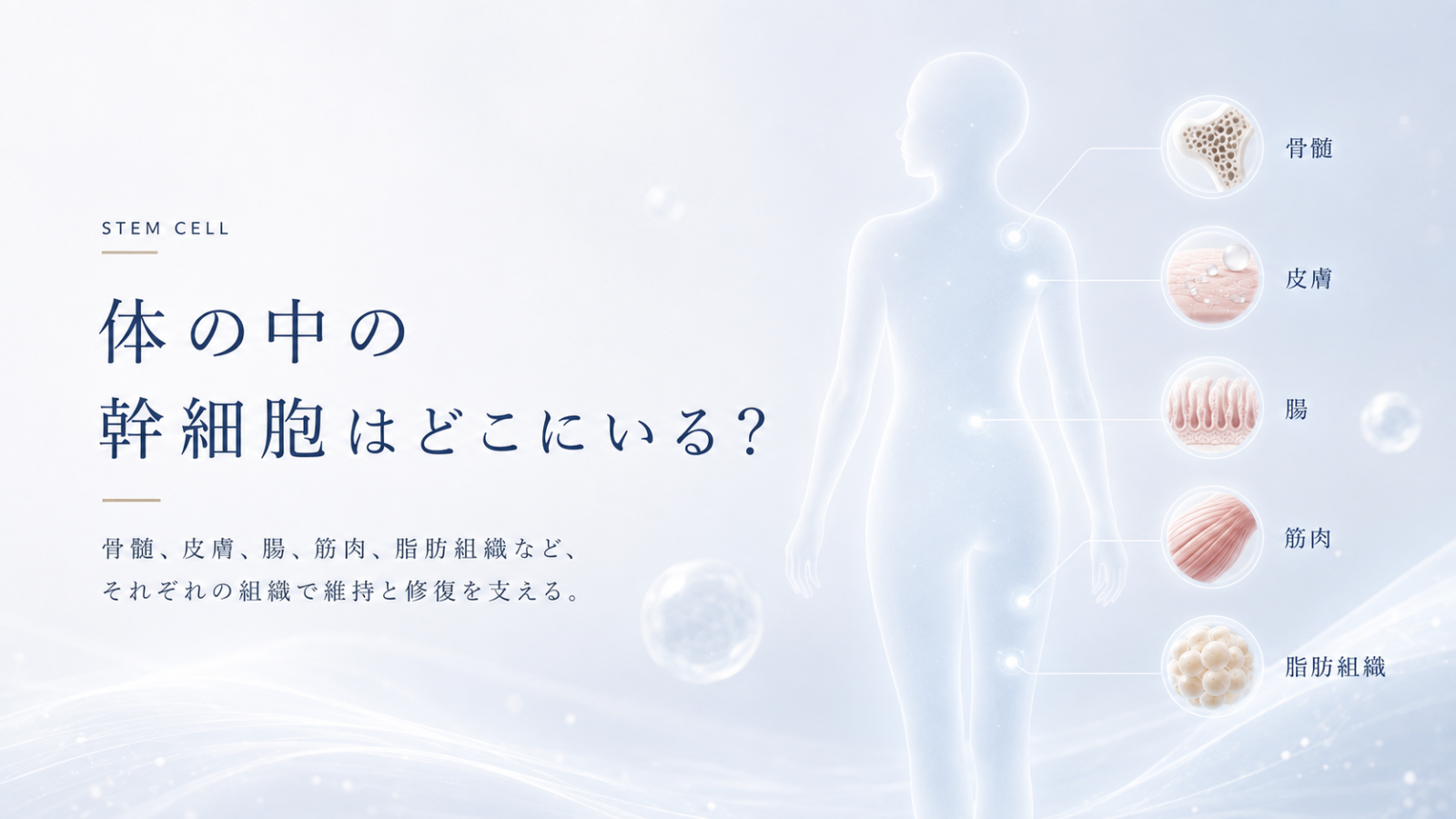 骨髄、皮膚、腸、筋肉、脂肪組織など体内のさまざまな場所に幹細胞が存在することを示したヒーロー画像